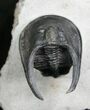 Scotoharpes Trilobite With Free-Standing Genals #7885-1